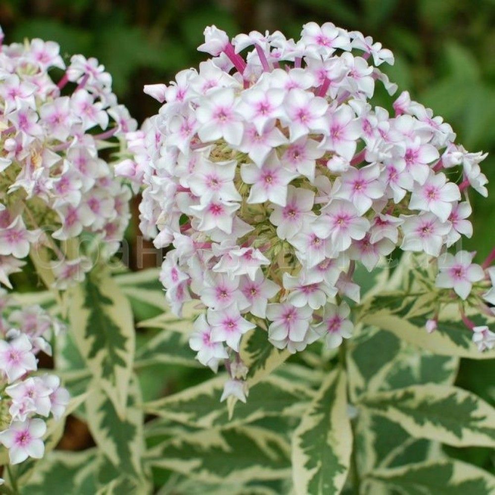 Дарвин джойс&nbsp;