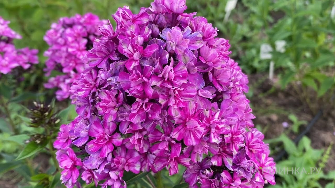 Квазимодо&nbsp;