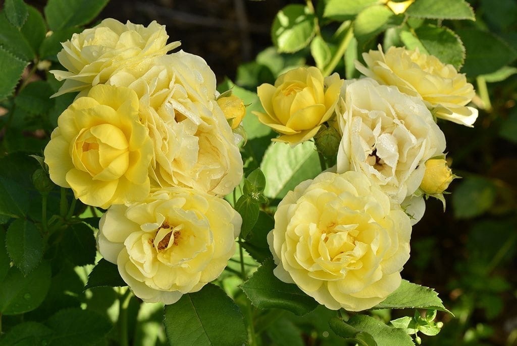 Комтес Дю Барри&nbsp;