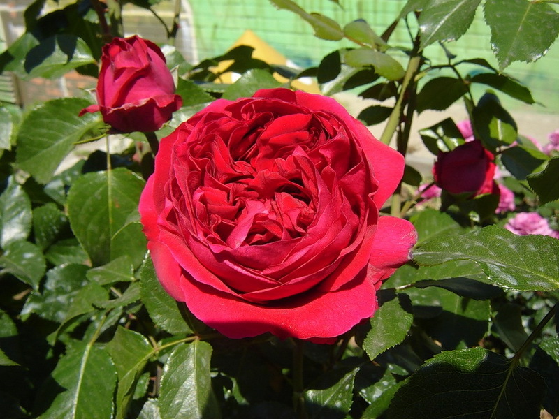 Red Eden Rose&nbsp;