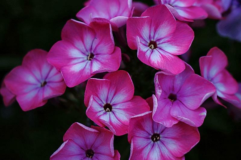 Матрешка&nbsp;