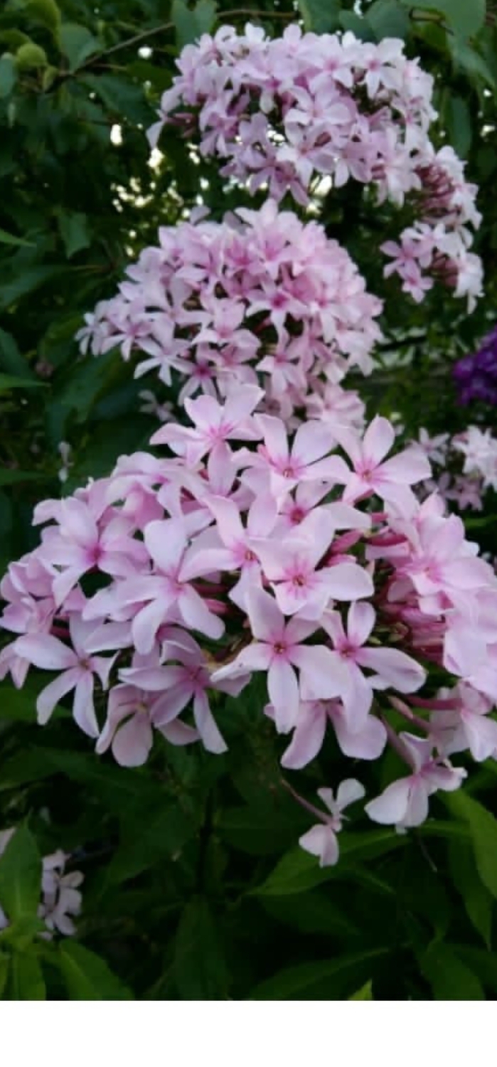 Розовый лебедь&nbsp;