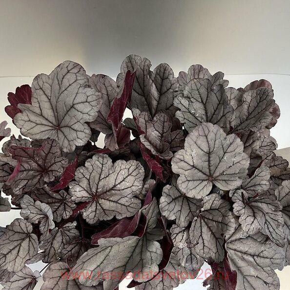 Silverberry&nbsp;