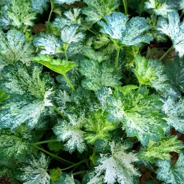 Дью Дробс&nbsp;