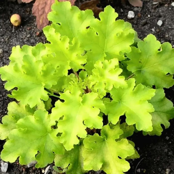 Лайм Мармелад&nbsp;