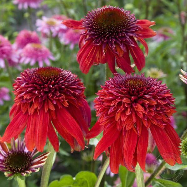 Эксцентрик 