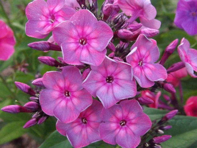 Пепел розы&nbsp;