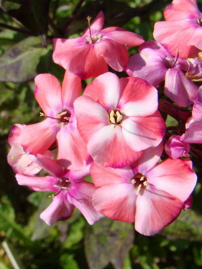 Буратино&nbsp;