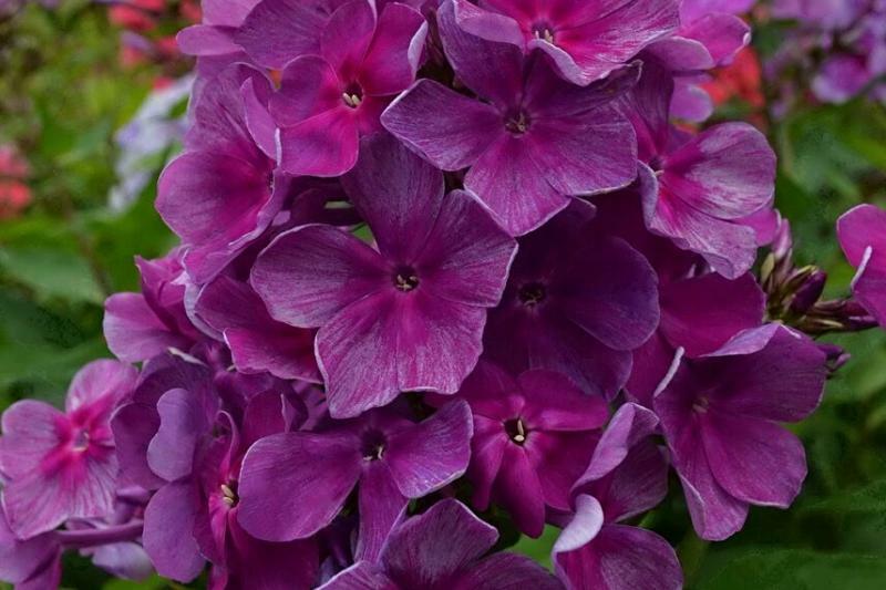 Лицедей&nbsp;